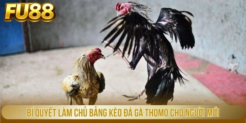 Bí quyết làm chủ bảng kèo đá gà thomo cho người mới