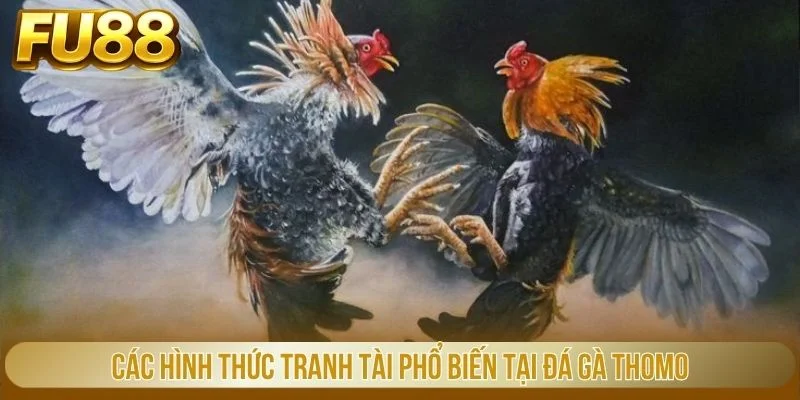 Các hình thức tranh tài phổ biến tại đá gà thomo