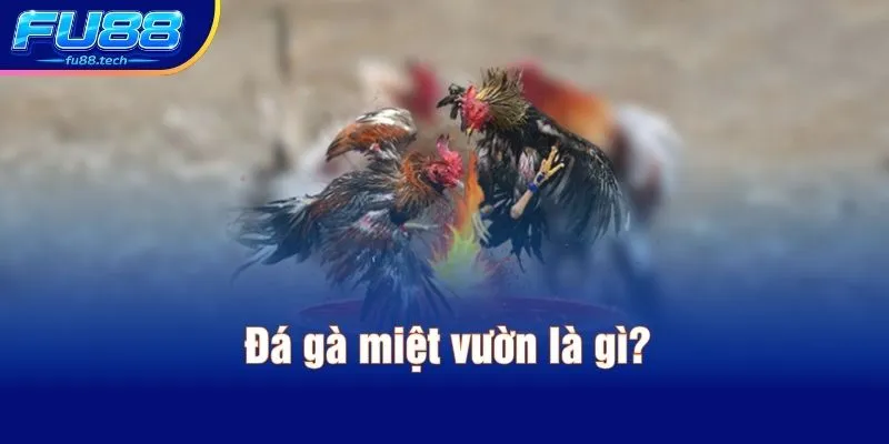 Đá gà miệt vườn là gì?