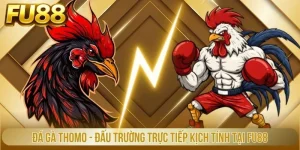 Đá Gà Thomo - Đấu Trường Trực Tiếp Kịch Tính Tại Fu88