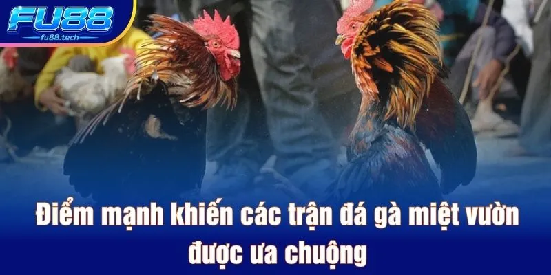 Điểm mạnh khiến các trận đá gà miệt vườn được ưa chuộng