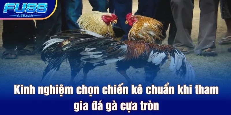 Kinh nghiệm chọn chiến kê chuẩn khi tham gia đá gà cựa tròn