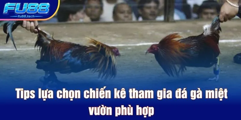 Tips lựa chọn chiến kê tham gia đá gà miệt vườn phù hợp