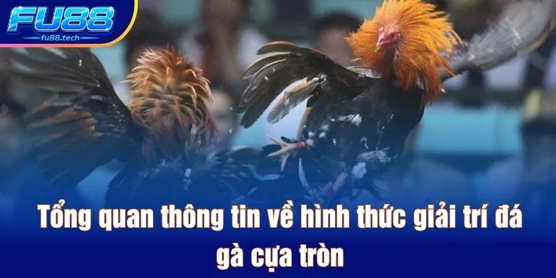 Tổng quan thông tin về hình thức giải trí đá gà cựa tròn