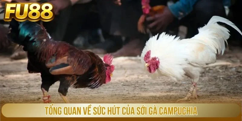 Tổng quan về sức hút của sới gà Campuchia
