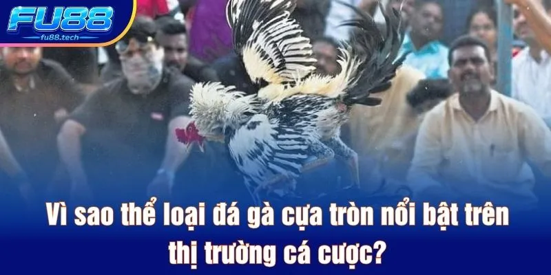 Vì sao thể loại đá gà cựa tròn nổi bật trên thị trường cá cược?